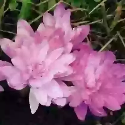 Waterlily